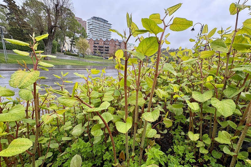 Parkslide som v&auml;xer p&aring; Roslagsgatan i Norrt&auml;lje. Best&aring;ndet &auml;r gammalt och omges av h&aring;rdgjorda ytor. Risken f&ouml;r spridning bed&ouml;ms d&auml;rf&ouml;r som l&aring;g och best&aring;ndet l&auml;mnas utan &aring;tg&auml;rd.