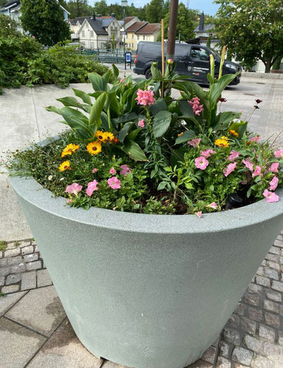 Betongurna med 2025 sommarblommor